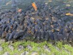 【０歳〜３歳】お魚と遊べるパラダイスが滋賀県南部にありますよ♪