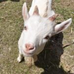 遊具充実！可愛い動物と近くでふれあえる♪成田ふれあい牧場を紹介☆YouTube【ぴーまむチャンネル】in甲賀市