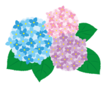 【１～３歳】今が見ごろ！たくさんのあじさいに囲まれながら梅雨ならではの美しさを体験しませんか？【もりやま芦刈園】