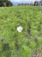 【0歳〜3歳】入場無料！！ベビー連れにぴったり♪子供のかわいい写真が撮れるスポットはここ⭐︎