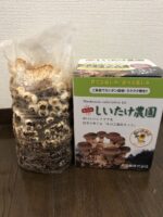 【2-3歳】食育にもおすすめ！ぐんぐん育って楽しいキノコ栽培☆